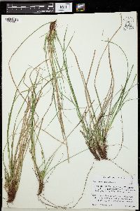 Carex umbellata image