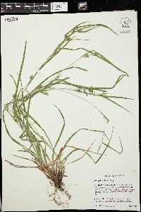 Carex grisea image