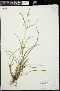 Carex grisea image