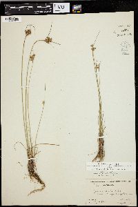 Juncus interior image