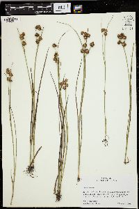 Juncus nodosus image