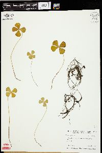 Marsilea quadrifolia image