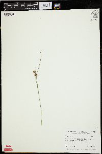 Juncus nodosus image