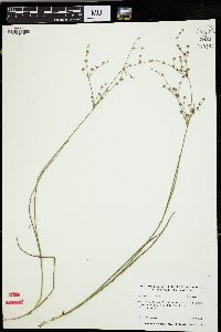 Juncus brachycephalus image