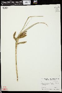 Carex comosa image