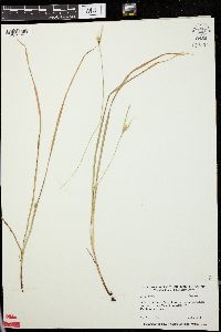 Carex jamesii image