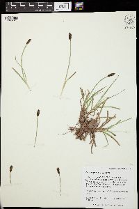 Carex nigricans image