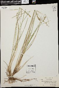 Carex cephalantha image