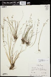 Juncus alpinoarticulatus image