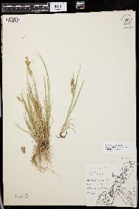 Carex garberi image