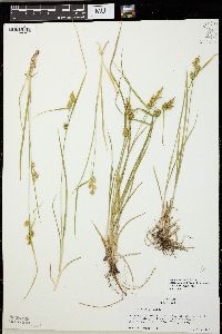 Carex viridula image