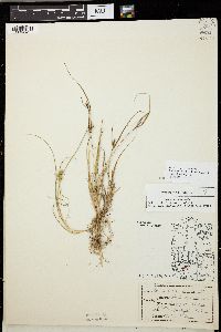 Carex viridula image