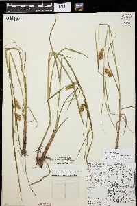 Carex tuckermanii image