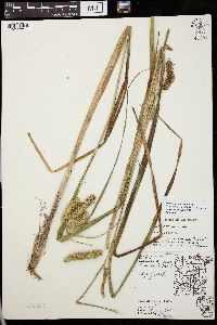 Carex comosa image