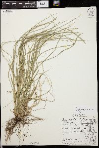 Carex convoluta image