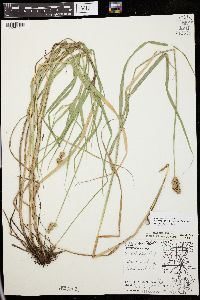 Carex cristatella image