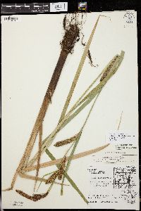 Carex lacustris image