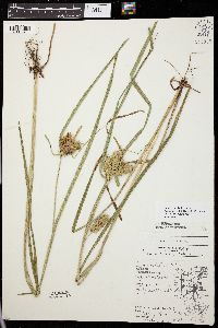 Carex retrorsa image