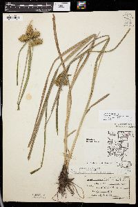 Carex retrorsa image