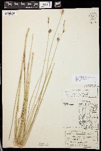 Carex oligosperma image