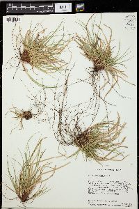 Carex umbellata image