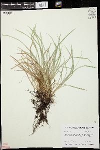 Carex jamesii image