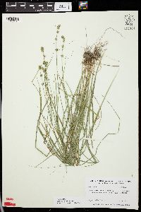 Carex radiata image