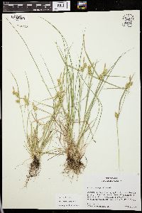 Carex cryptolepis image