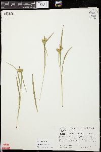 Carex flava image