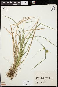 Carex flava image