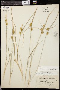 Carex cryptolepis image