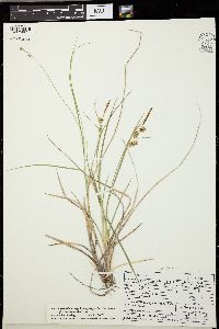 Carex viridula image