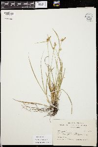 Carex flava image