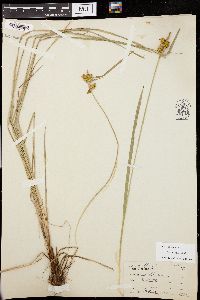 Carex flava image