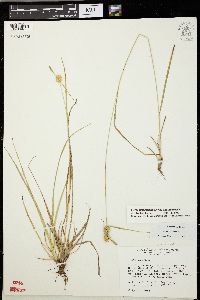 Carex viridistellata image