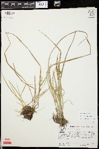 Carex flava image