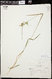 Carex flava image