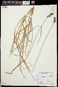 Carex normalis image