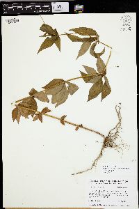 Lysimachia quadriflora image