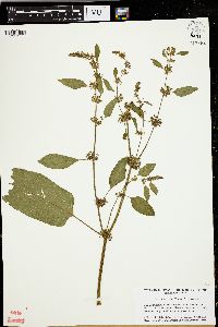 Rumex obtusifolius image