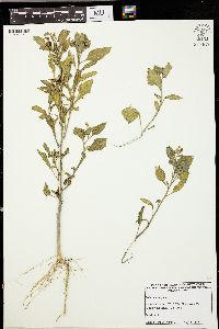 Solanum nigrum image