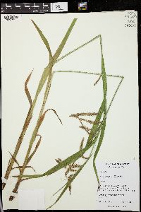 Carex gynandra image