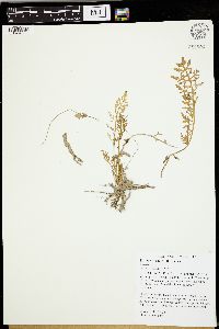 Rorippa sylvestris image