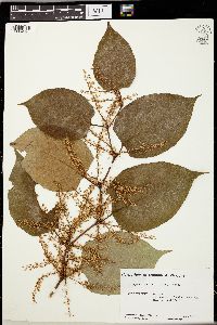 Reynoutria japonica image