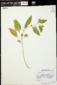 Solanum ptychanthum image