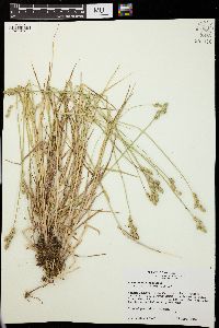 Carex longii image