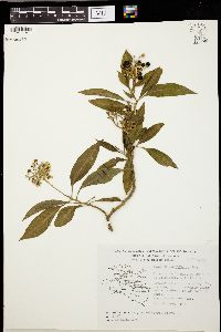 Solanum cervantesii image