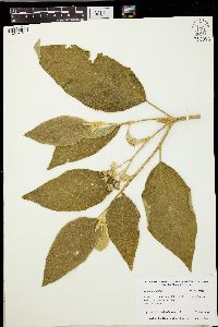 Solanum erianthum image