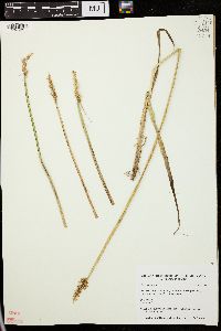 Carex conjuncta image