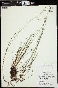 Juncus pelocarpus image